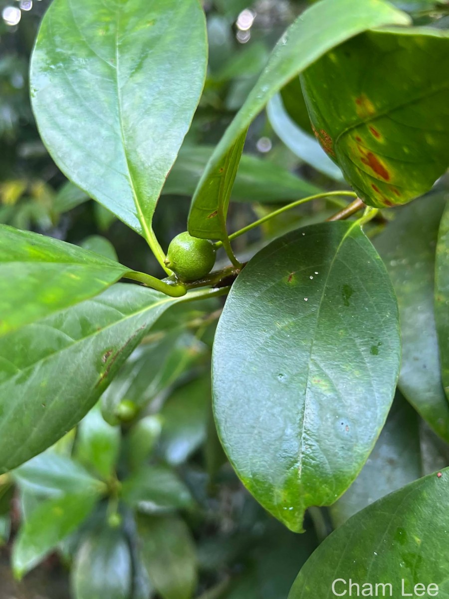Timonius flavescens (Jacq.) Baker